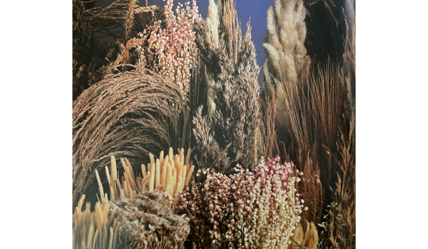 Einblick in Toon Leemans' Handbuch der Trockenblumen, © Weltbild Verlag